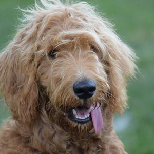 Meet your Posher, Robin